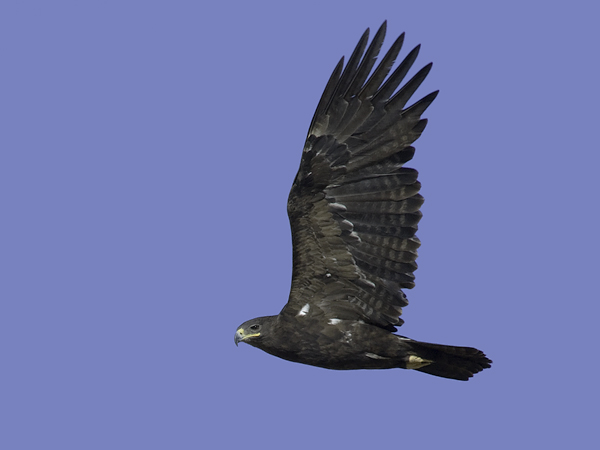 Arokotka, Steppe Eagle, Aquila nipalensis